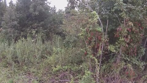 SC Deer Hunting W/Dogs 2022 Bad Day To Be A Buck!!-16