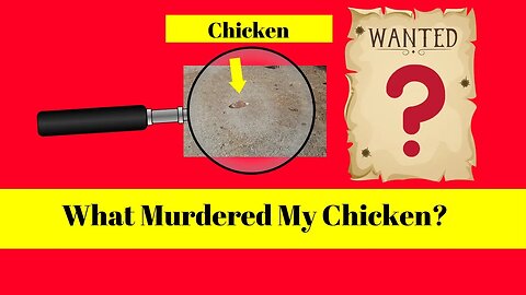 What ripped the head off my chicken?!?!