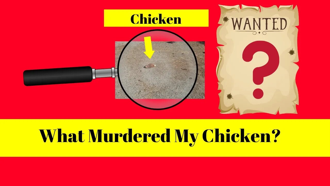 What ripped the head off my chicken?!?!