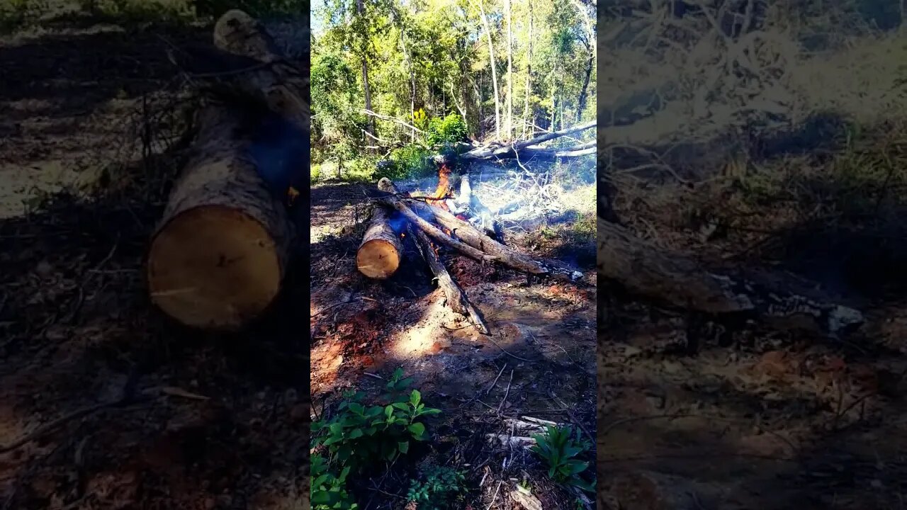 TGF - Starting brush pile on fire #tgf #burning #brush #fire