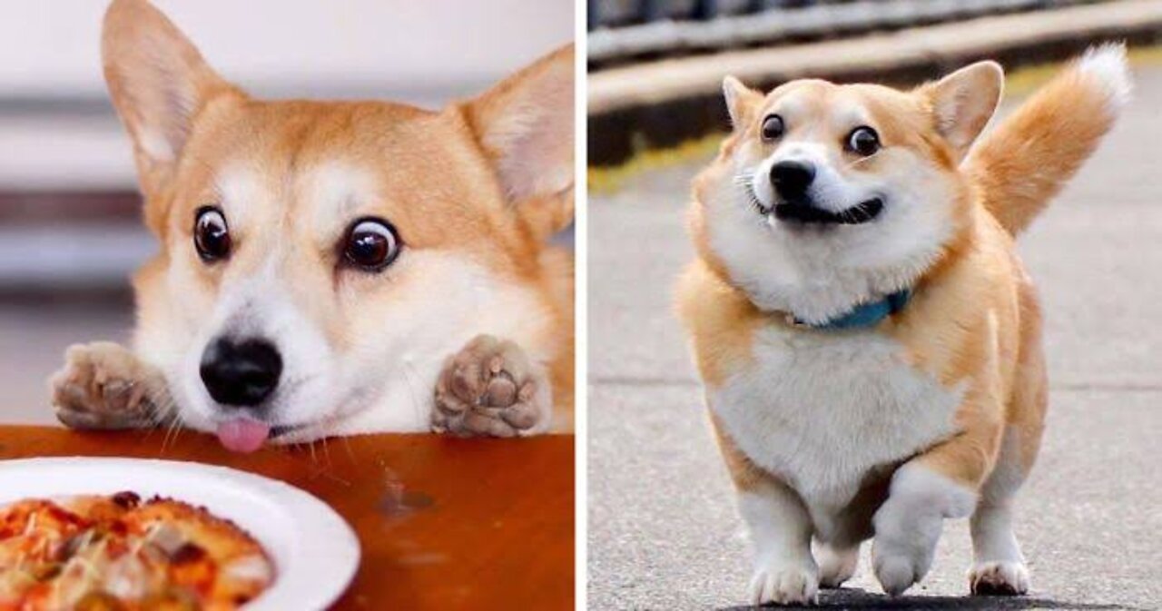 Corgi dogs are the best CUTE COMPILATION