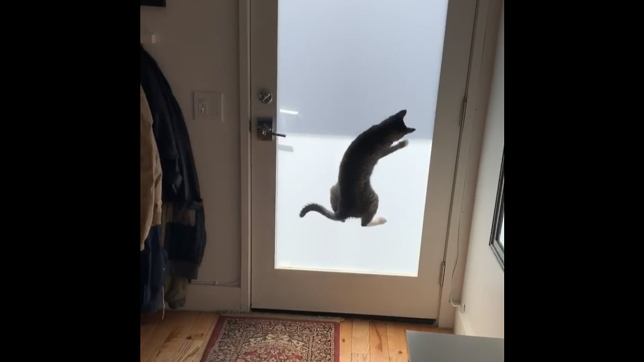 Henry the Dancing Cat