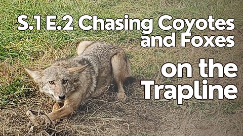 S.1 E.2 Chasing Coyotes and Foxes on the Trapline