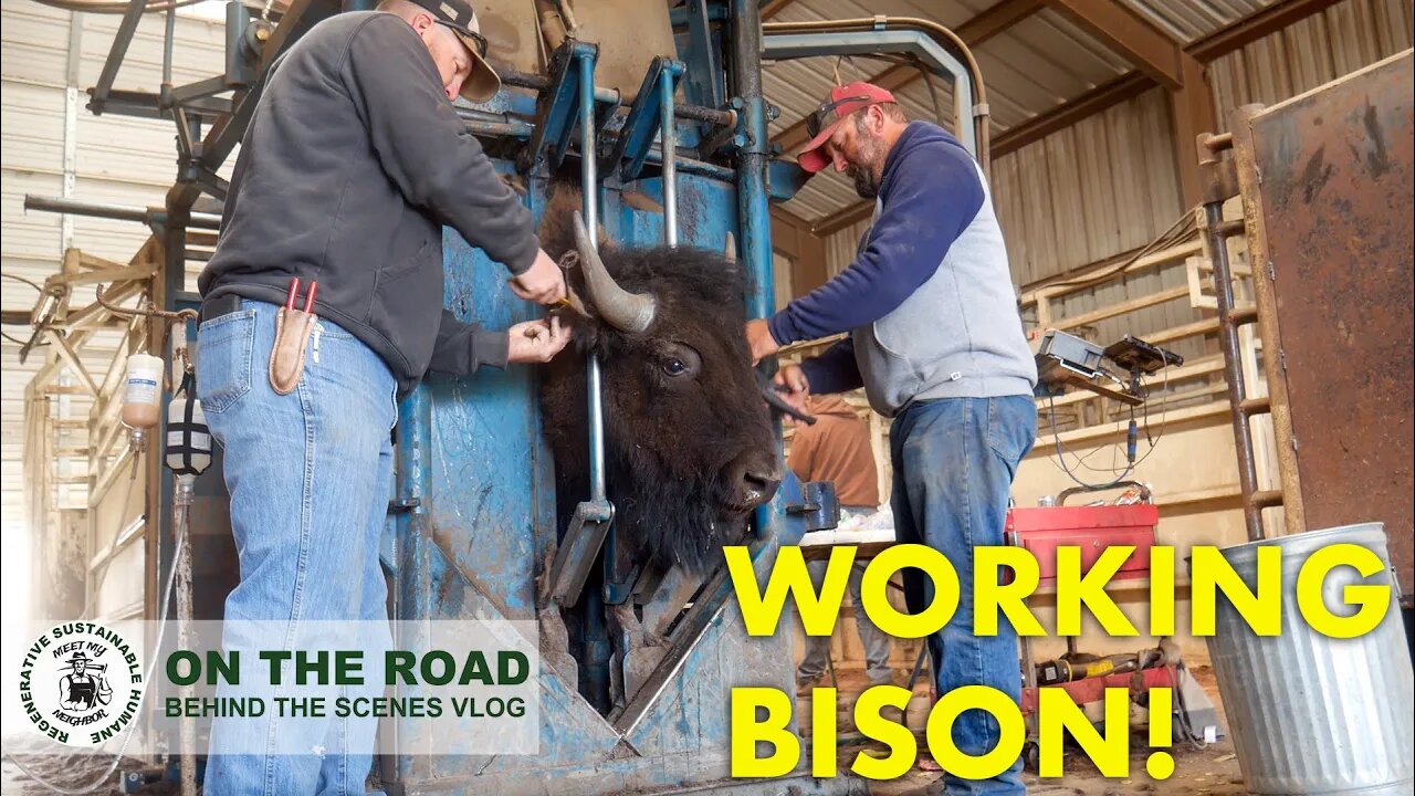 BISON IN A CHUTE! Working Bison at Kansas HQ