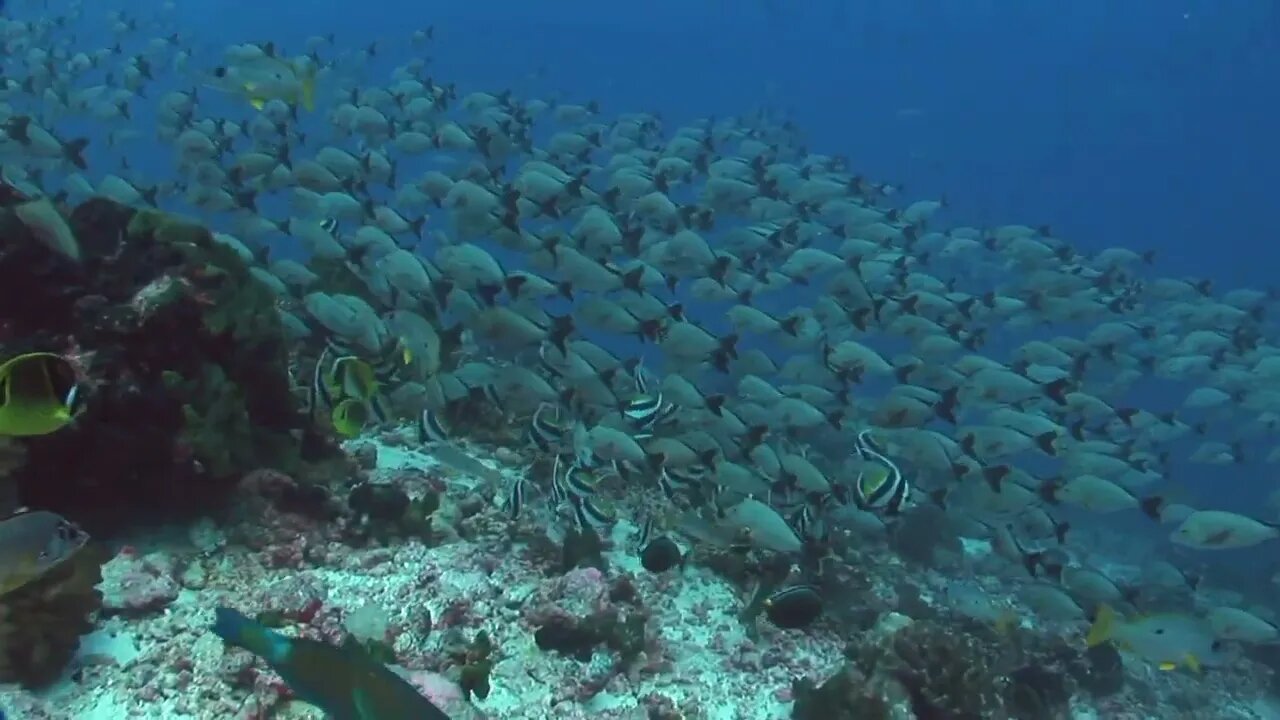 fish swimming view