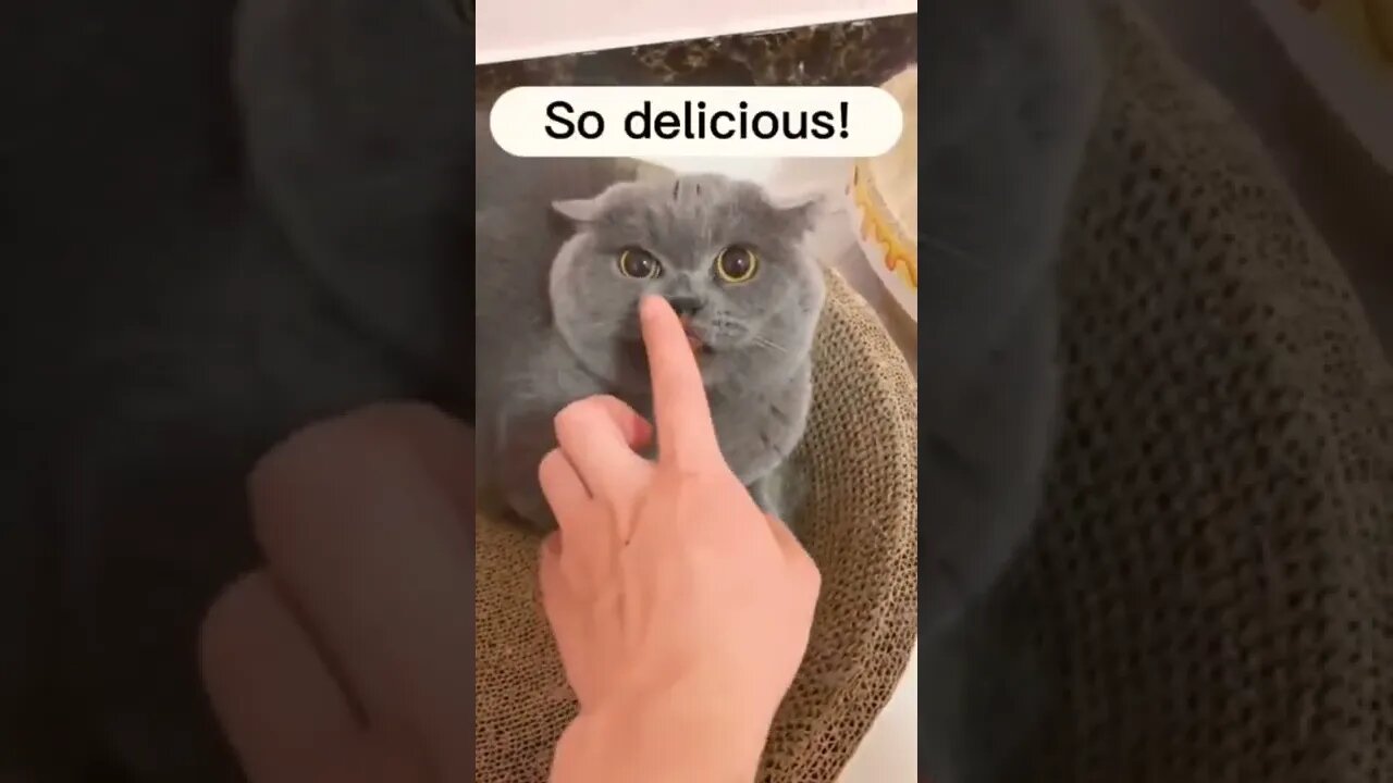 Fun with Cat #funny #animals #video #shorts #pets