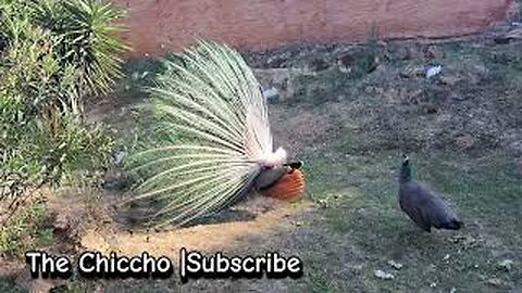 Jaw-Dropping Peacock Feathers Show #peacock #birds #petsvlog