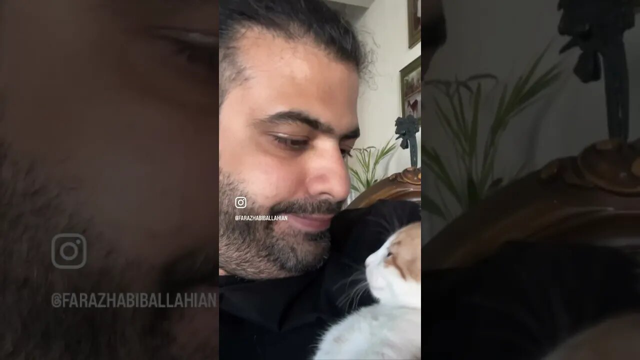 My love challenge 😻 #cutekitty #kitten