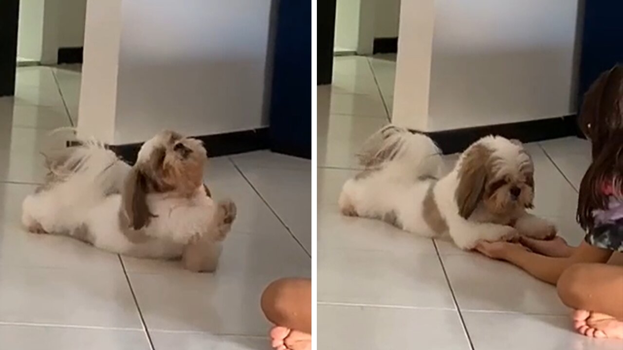 Lazy puppy adorably stretches out for owner