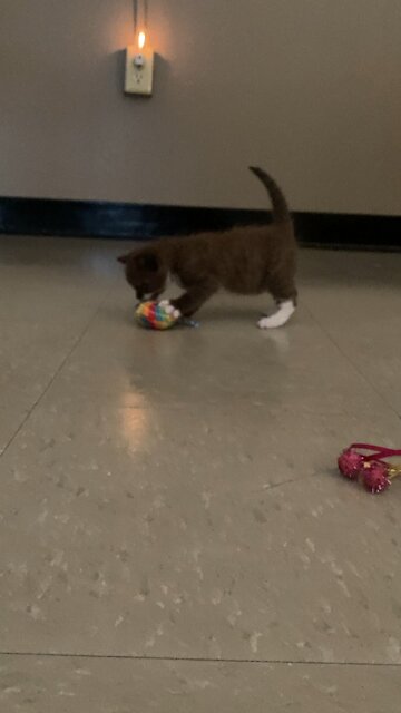 Kitten playing
