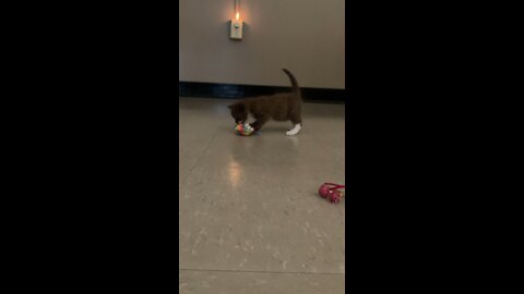 Kitten playing