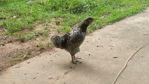 30 Seconds of Chickens part 30 Smokey Crowing