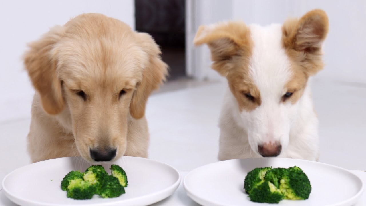 WHO EATS FASTER? Golden Retriever Or Border Collie?