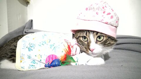 Adorable Little Cat Wears Clothing