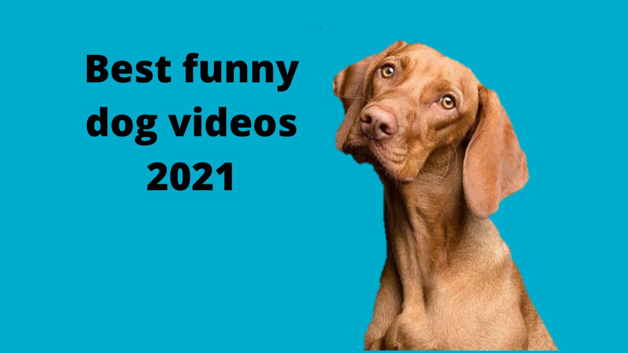 Funny Dog Videos 2021🐶 Best Funny Dog Videos of 2021.