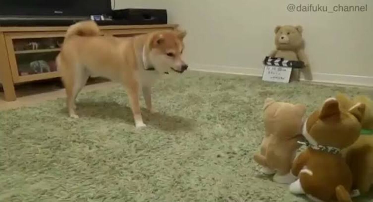 Dog suspicious of his plush friend...