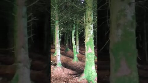 The Greenest Forest I’ve Ever Seen tiktok k4ti3 travels