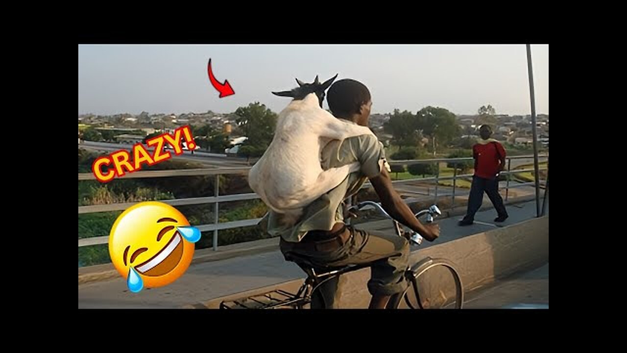 Try not to laugh at these funny videos 😂