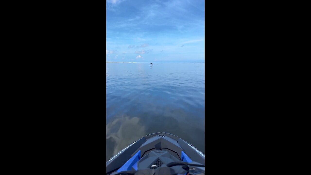 Livestream Replay - Incredible Flying Spotted Eagle Ray & Baby Dolphins!