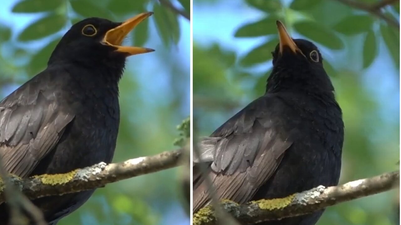 Blackbird Singing