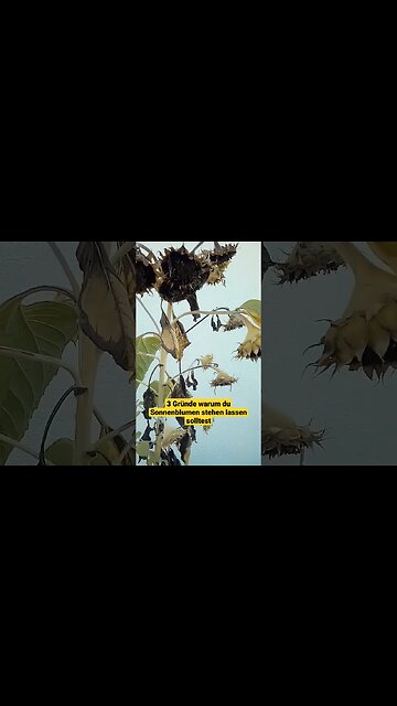 3 Gründe für Sonnenblumen