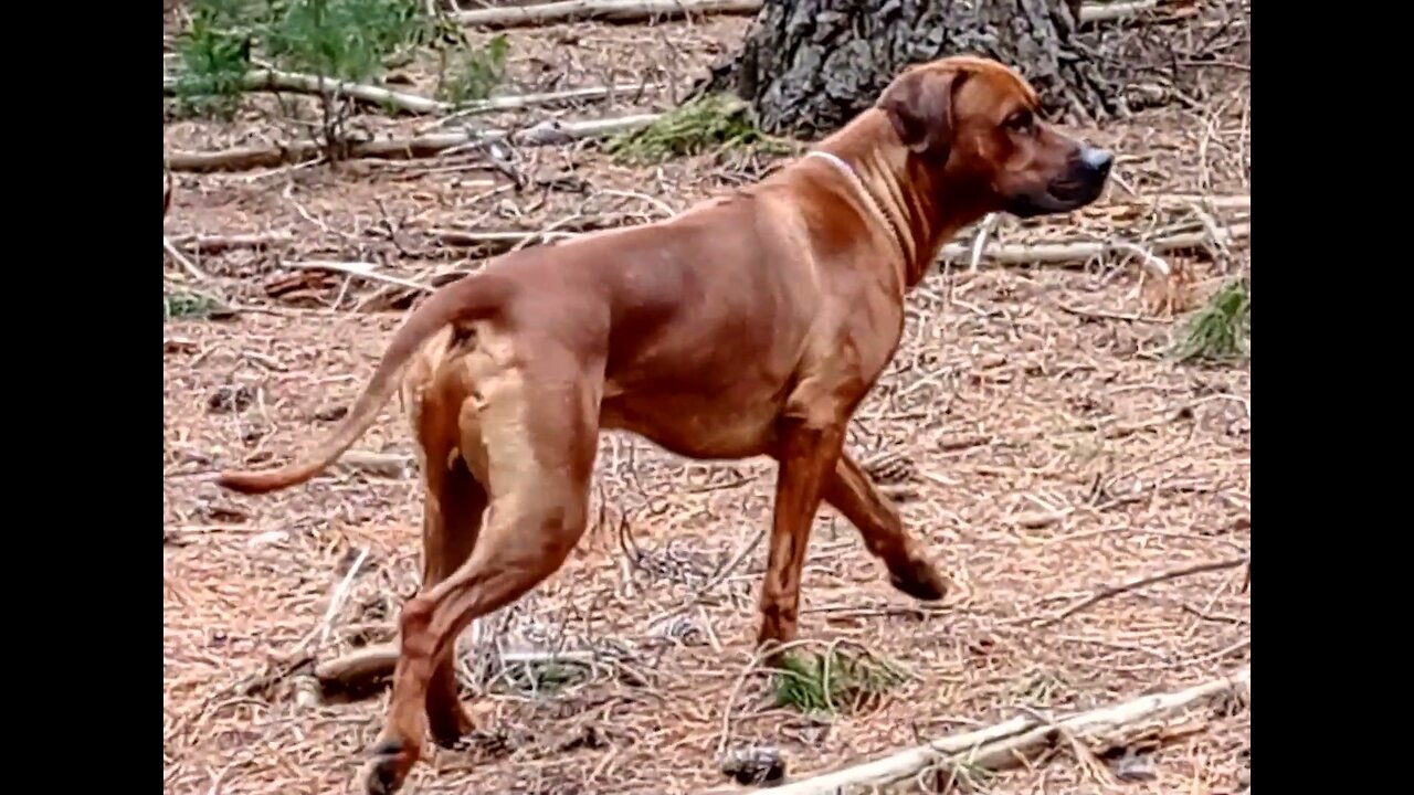 Rhodesian Ridgeback Dog Running In Pine Forest