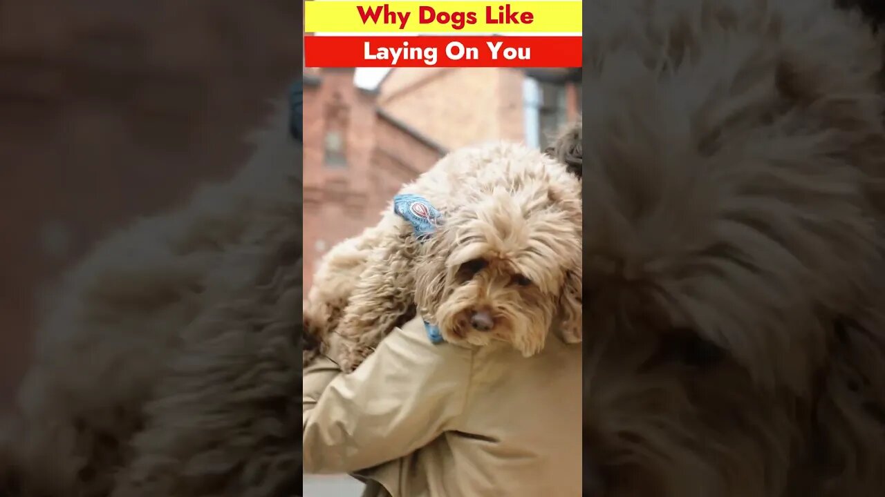 Why Dogs Like Laying On You ? #dog #doglover #dogsoftiktok