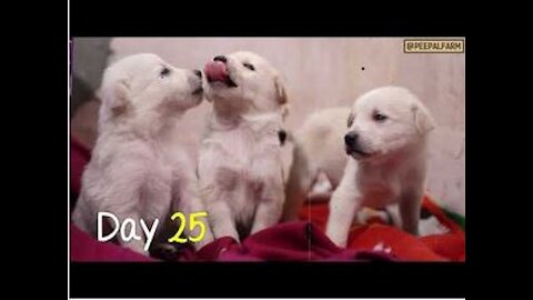 This will make your day for sure! | Cute Puppies