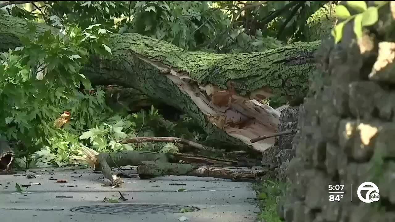 Grosse Pointe residents deal with tree damage, power outages after Wednesday's storm