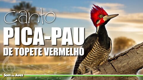 O Canto do PICA PAU DE TOPETE VERMELHO e Seu Tamborilar