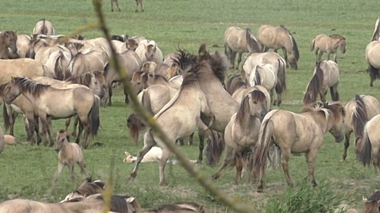 A clash between two wild horses causes a lot of commotion in a herd