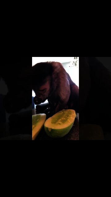 My gaga came over and brought me one of my favs!!!! Over grown cucumber because the seeds are sooo b