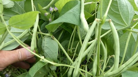 PICKING GREEN BEANS