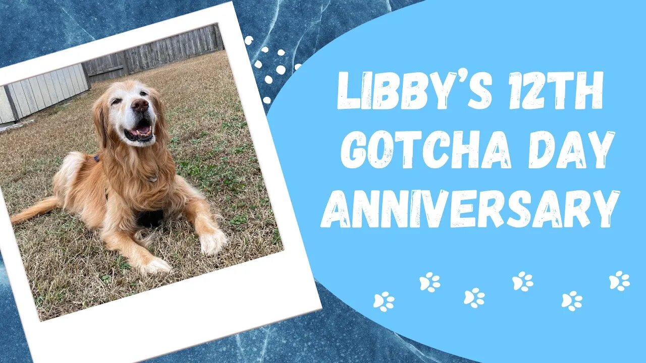 Happy Gotcha Day Anniversary Libby! 🐾💜 #puppers #goldenretriever #seniordogsrock