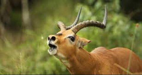 Impala Rams Fighting