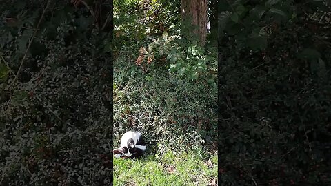 #cat at the wishingwell loving the sun