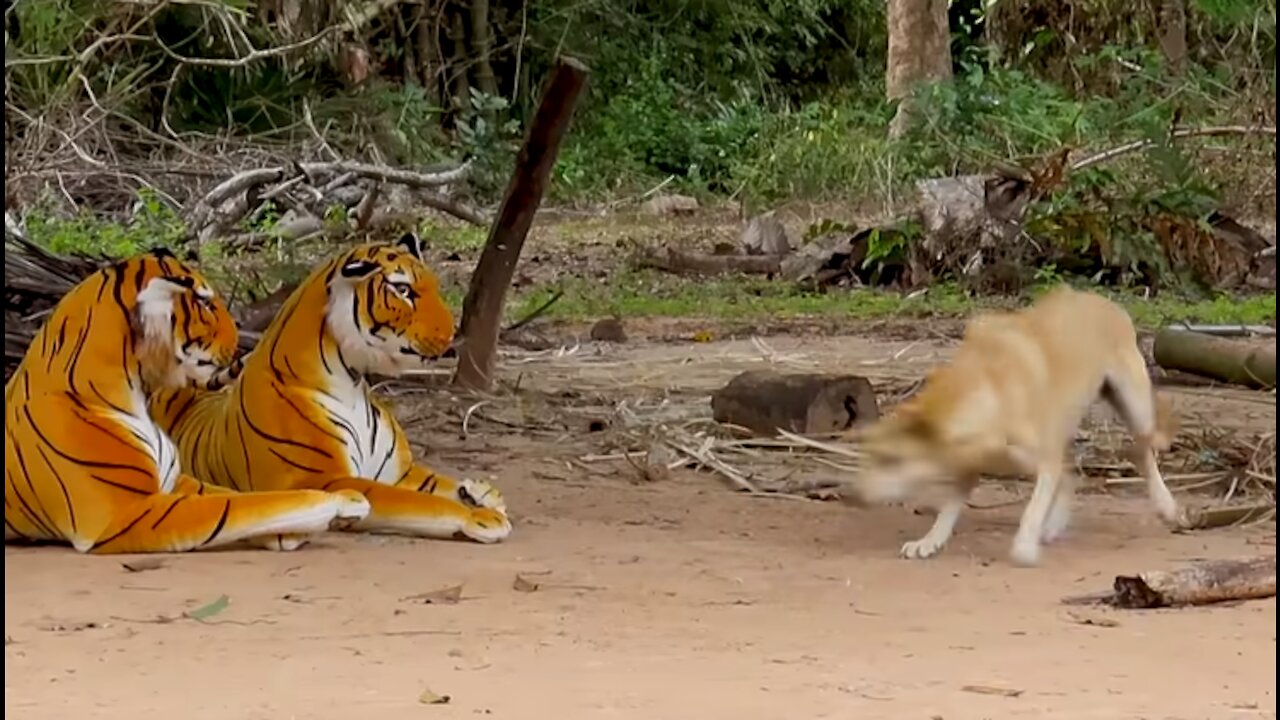 Fake Tiger Prank To a Dog, Run, so Funny Action