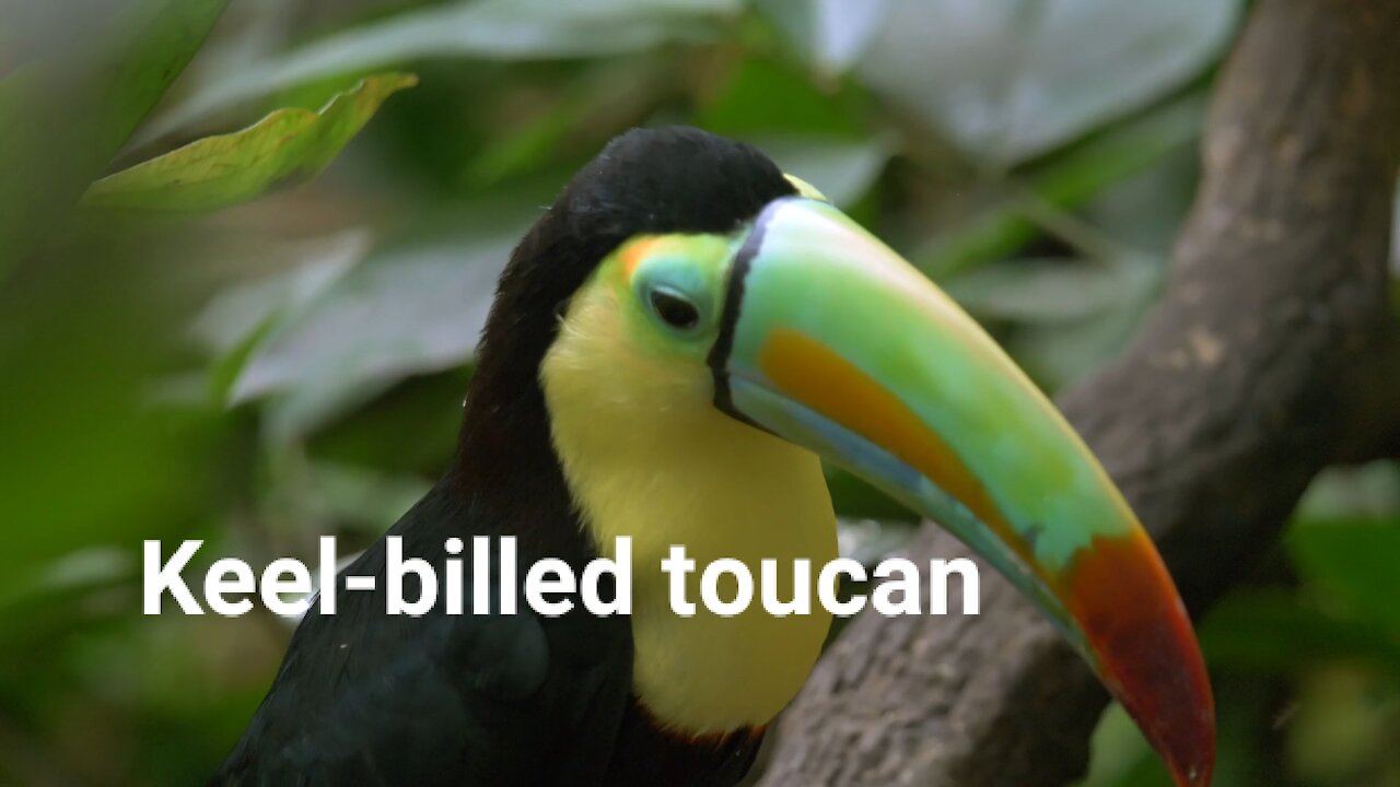 Keel-billed toucan