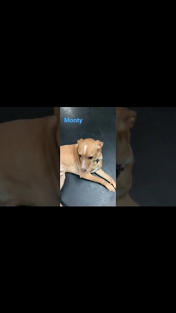 [Shorts 0070] MONTY [#dogs #doggos #doggies #puppies #dogdaycare]