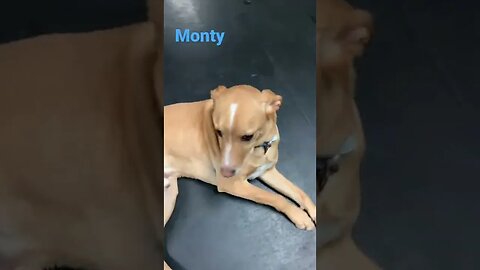 [Shorts 0070] MONTY [#dogs #doggos #doggies #puppies #dogdaycare]