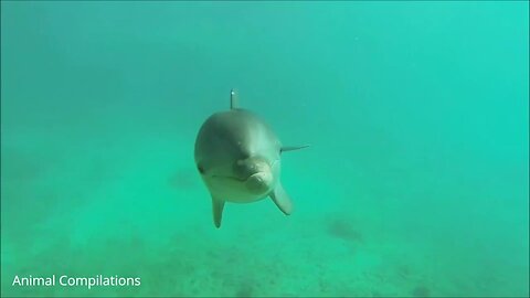 amazing under sea footage