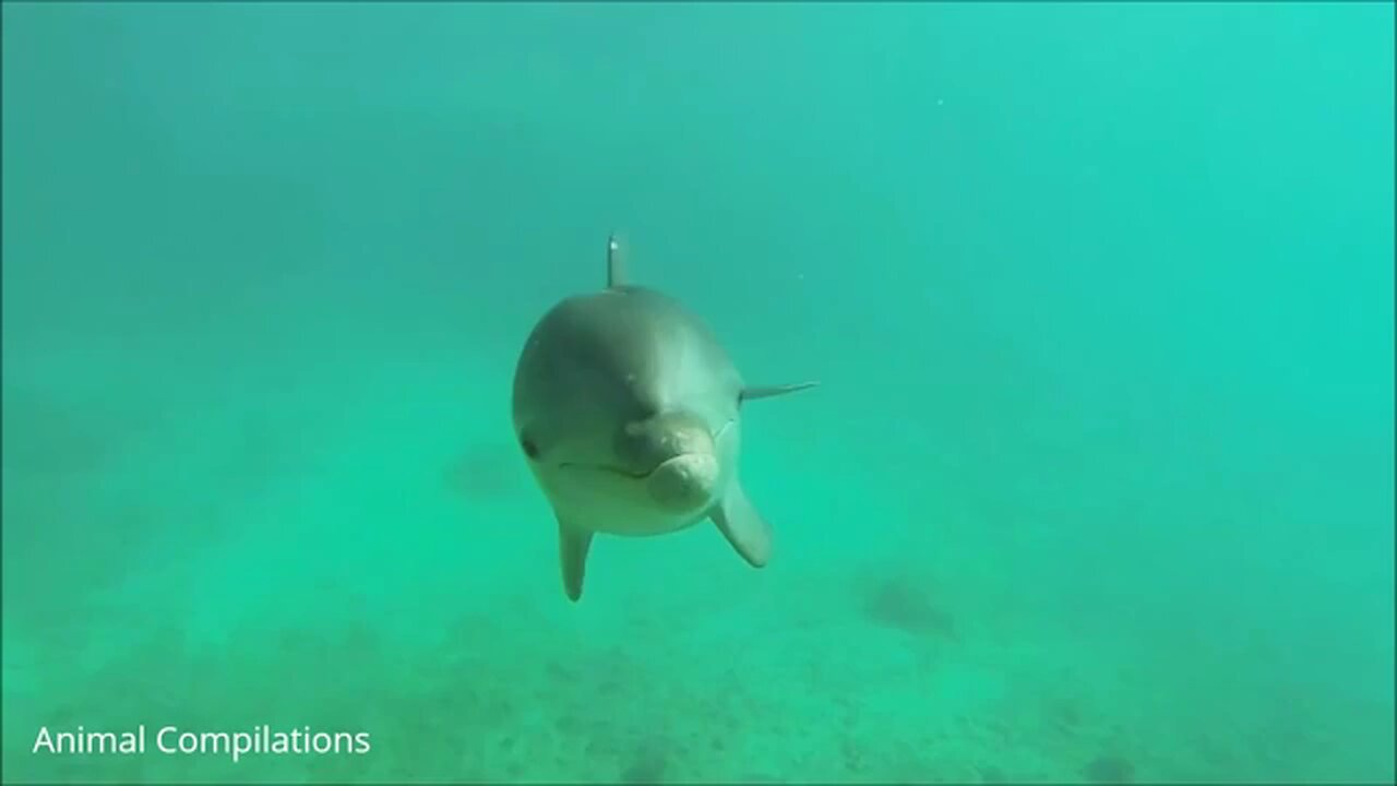 amazing under sea footage