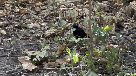Common Grackle. Lots of them