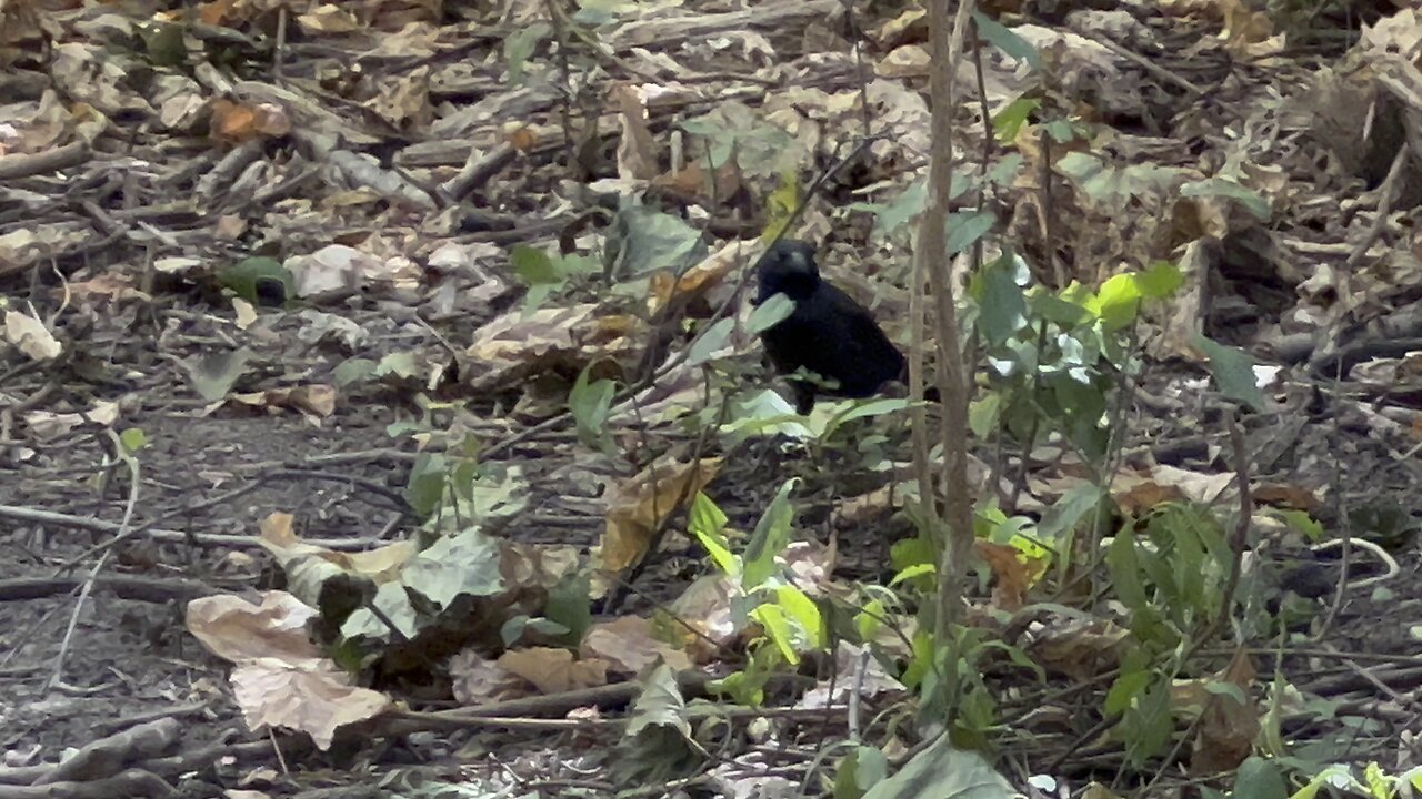 Common Grackle. Lots of them