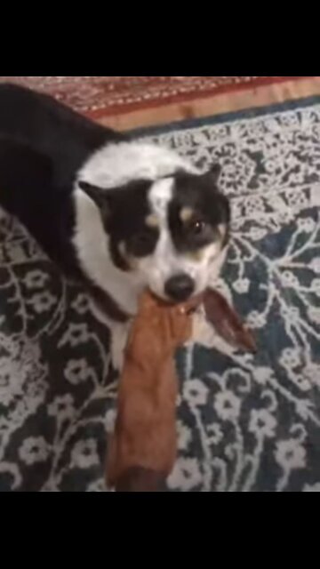 Sugar Biscuit plays break the neck