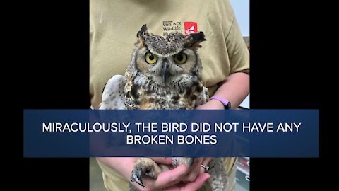 Great horned owl travels 300 miles trapped in truck's grille