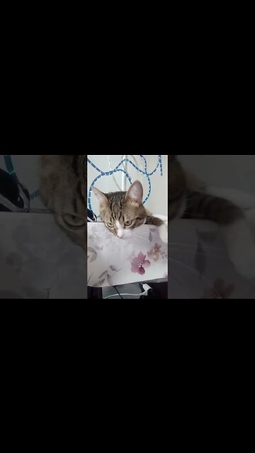 Sweet Little Cat Sleeps on the Table #shorts