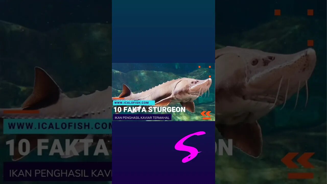 Thanks Sturgeon Fish