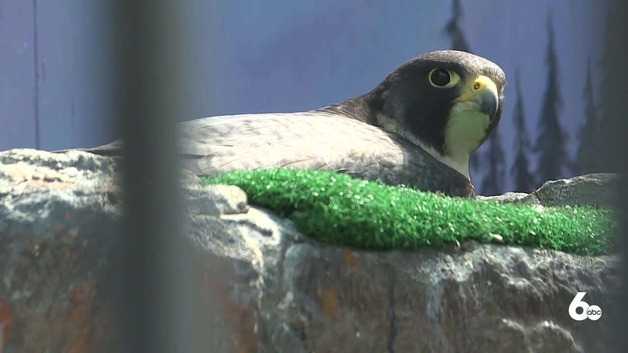 World Center for Birds of Prey to break ground on new building on Earth Day