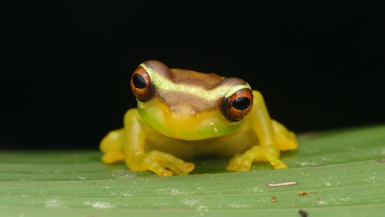 Slender-legged tree frog from Ecuadorian Amazon rainforest